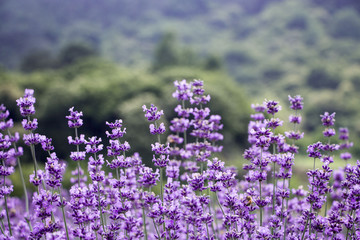 Sunset over a violet lavender field 