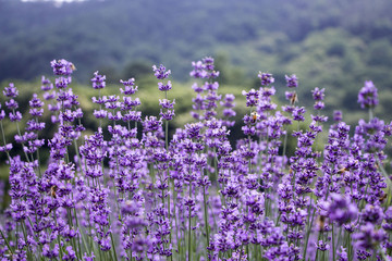 Sunset over a violet lavender field 