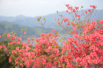 銅山つつじ,日本