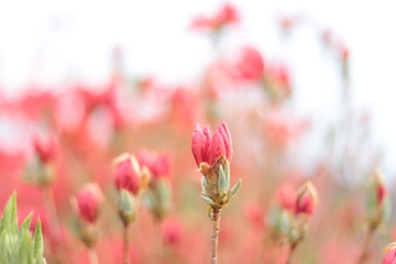 銅山つつじ, 自然, 花, 植える, 全盛期, 庭, 空, 青空, 美しさ, 咲く, マクロ, 植物, フローラル, 春, 美しい, すごい, アップ