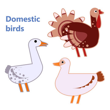 Domestic birds turkey, duck and goose on white