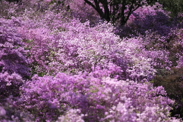 森, 自然, つつじ, 木, 緑, 風景, 公園, 草, 葉, 春, 新芽, 木の葉, ウッドランド, アウトドア, 植える, 季節, 葉, キレイ, ピンク,日本,九州,大分,