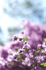  つつじ, 日本,九州,大分,