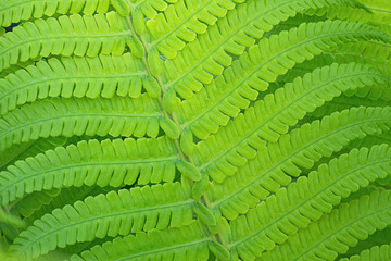 young fern leaf