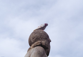 Pigeon on a Stone head