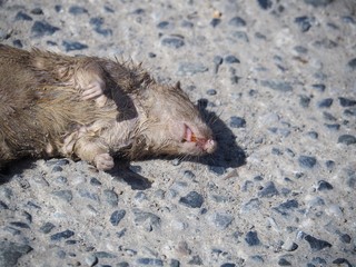 Dead rats on the street floor It smells bad And nasty Which brings germs and diseases to people.