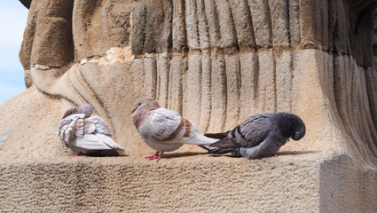 Pigeons on a statue