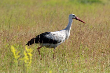  Beautiful stork walking on the   field.  Ukraine. Elegant beautiful white long-beaked stork bird with black tail walking alone in green field on long red legs.  
