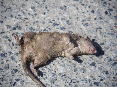 Dead rats on the street floor It smells bad And nasty Which brings germs and diseases to people.