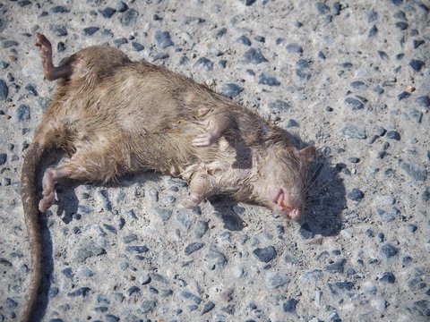 Dead rats on the street floor It smells bad And nasty Which brings germs and diseases to people.