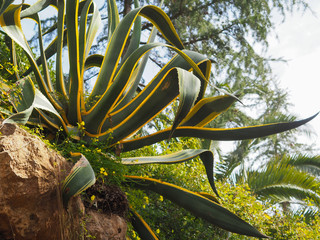 Agave plant