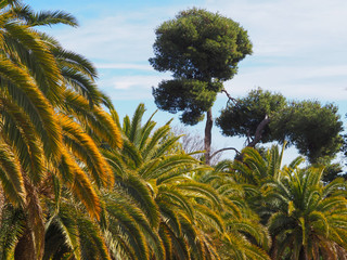 Tropical park.