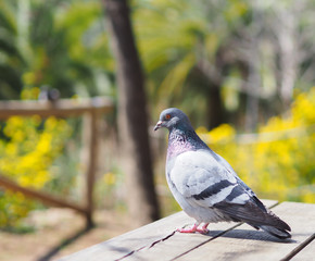Pigeon portrait