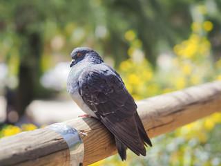 Pigeon portrait.