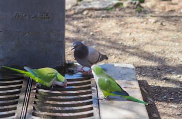 Green parrots and pigeon