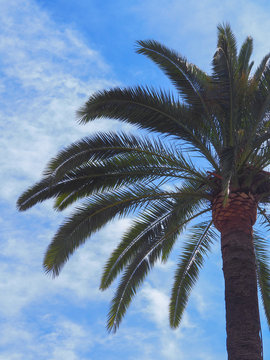 Palm tree photo. © Kiril