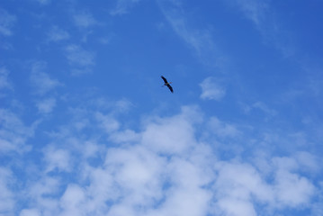 bird and blue sky texture background 