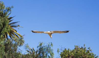 Flying seagull in tropical spring