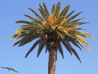 Palm tree photo