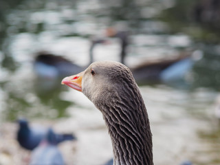 Goose portrait