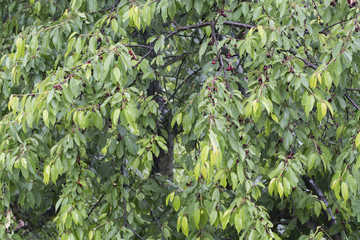 Cherry with fruits in the rain.