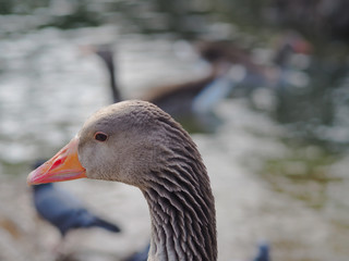 Grey goose portrait