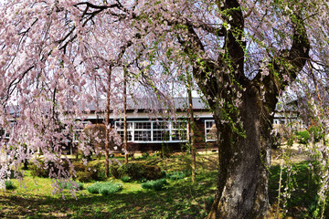 杵原学校のしだれ桜