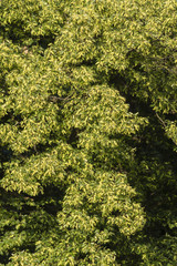 Vineing lime flowers on the tree.