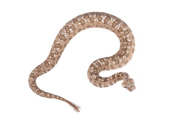 Obraz premium spider-tailed horned viper (Pseudocerastes urarachnoides) i