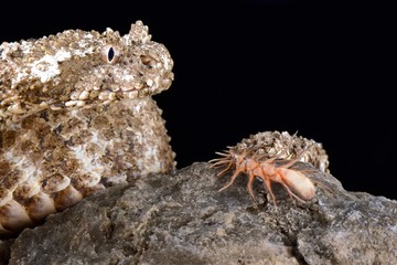 Spider-tailed horned viper (Pseudocerastes urarachnoides)