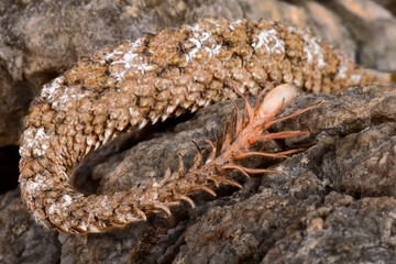Spider-tailed horned viper (Pseudocerastes urarachnoides) tail detail