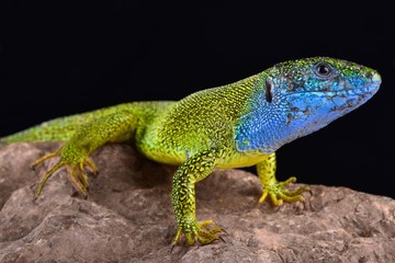 European green lizard (Lacerta viridis) male