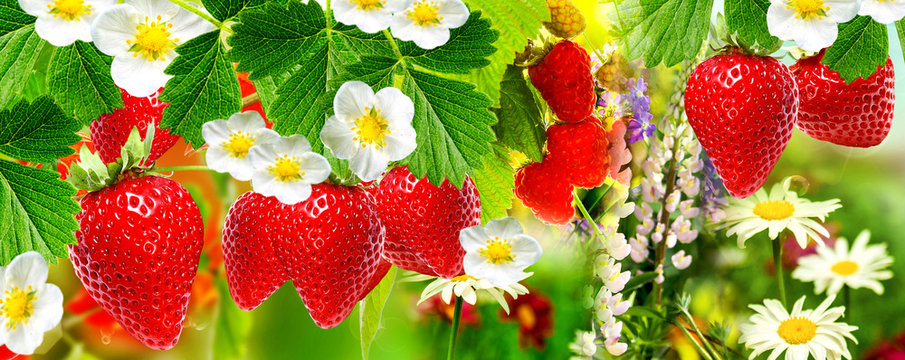 ripe freshness strawberries gardening