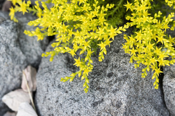 Yellow flowers resistant to plants growing between stones.
