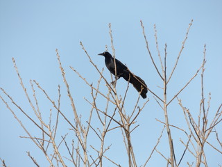Crow on top of high tree on clear blue sky.