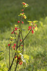 Red fruits of currant on bushes in the garden.
