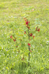 Red fruits of currant on bushes in the garden.
