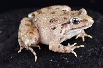 Moroccan painted frog (Discoglossus scovazzi)
