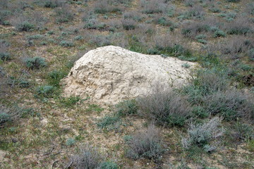 Термитник на просторах полуострова Мангышлак