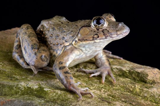 Chinese edible frog (Hoplobatrachus rugulosus)