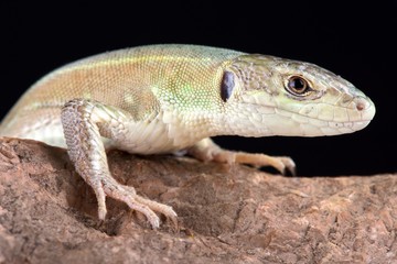 Corfu green lizard (Lacerta trilineata major)