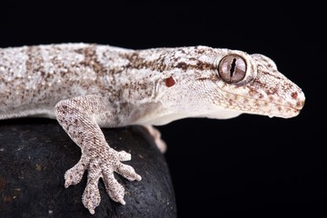 Giant Madagascan velvet gecko (Blaesodactylus sakalava)