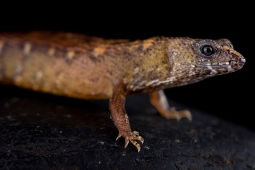 Chinese water skink (Tropidophorus sinicus)