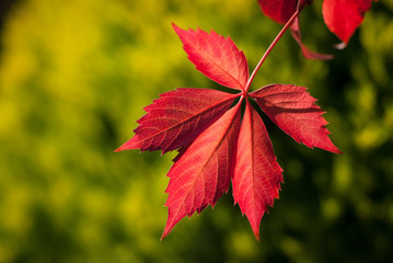 Bright autumn leaf