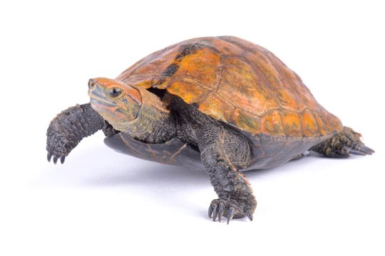 Japanese pond turtle (Mauremys japonica