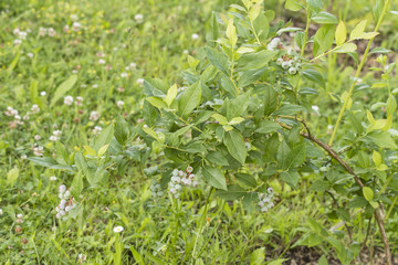 Green berries with green leaves.