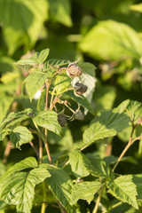 Unripe raspberry fruit outdoors.