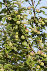 Small green apples on a branch.