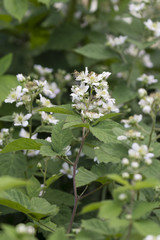 White flowers of blackberry.