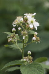 White flowers of blackberry.